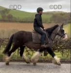 14.2hh Riding Mare