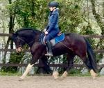14hh Welsh Section D Riding Mare