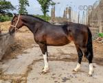 14hh Welsh Section D Riding Mare