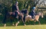 14hh Welsh Section D Riding Mare