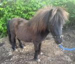 Shetland Stallion