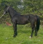 15hh Hackney Mare