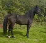 15hh Hackney Mare