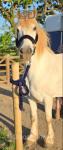 14.3hh Ride and Drive Gelding