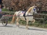 14.3hh Ride and Drive Gelding