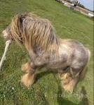 Charlie Pride, off the Baby King, ready for service