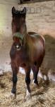 14.1hh Welsh Section D Gelding 