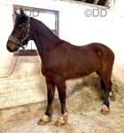 14.1hh Welsh Section D Gelding 