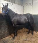 Registered STAGBI pacing 4 year old mare, black, 16hh, Mahogany Gemini. Only started lightly jogging over the past 6/8 weeks. Will pace free legged and also been in hopples. Would easily race, a good strong built broodmare or indeed a riding horse. 
