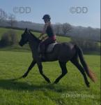 Mahogany Gemini, 16hh Standardbred Mare