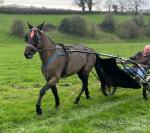 Mahogany Gemini, 16hh Standardbred Mare