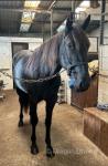 Mahogany Gemini, 16hh Standardbred Mare
