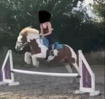 Jack, 13.2hh Riding Gelding 