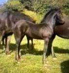 Baroque, Yearling Friesian Colt 