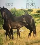 Baroque, Yearling Friesian Colt 
