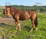 Ingfield Millie, 15.2hh Hackney Mare
