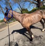 Jonny, 15.3hh Standardbred Ride and Drive Gelding