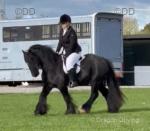 Daisy, 13.2hh Riding  Mare