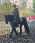 Daisy, 13.2hh Riding  Mare