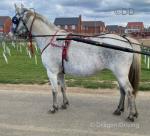 14.3hh Driving Mare