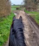 15hh WPB Riding Gelding 