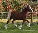 Parc Ricardo, Welsh Section C Colt 