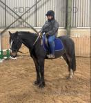 JJ, 15hh Ride and Drive Gelding