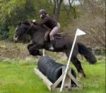 JJ, 15hh Ride and Drive Gelding