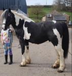 15.3hh Riding Stallion