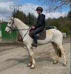 15.3hh Mare