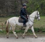 15.3hh Mare