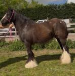 14.1hh Mare in Foal