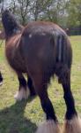 14.1hh Mare in Foal