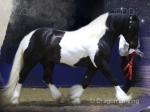 Monivea Black Magic, 14hh Stallion at Stud