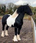 Monivea Black Magic, 14hh Stallion at Stud