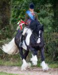 Monivea Black Magic, 14hh Stallion at Stud