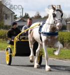 16.1hh Ride and Drive Gelding