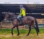 Mortimer, 17hh Thoroughbred Gelding