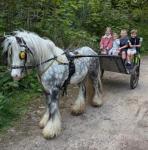 Disco Boy, 12.2hh Driving Stallion 