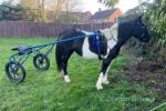 15.1hh Ride and Drive Mare