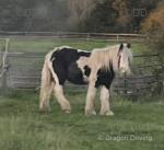 Teddy, 12.2hh Gelding