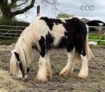 Teddy, 12.2hh Gelding