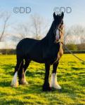 15hh Stallion at Stud