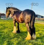 15hh Stallion at Stud