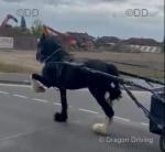 15hh Stallion at Stud