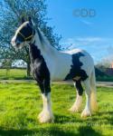 15.3hh Stallion at Stud