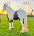 15.3hh Stallion at Stud