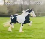 15.3hh Stallion at Stud