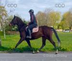 Stu, 15.2hh Riding Gelding