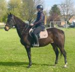 Stu, 15.2hh Riding Gelding